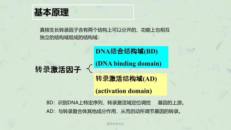 酵母各种杂交课件_第4页