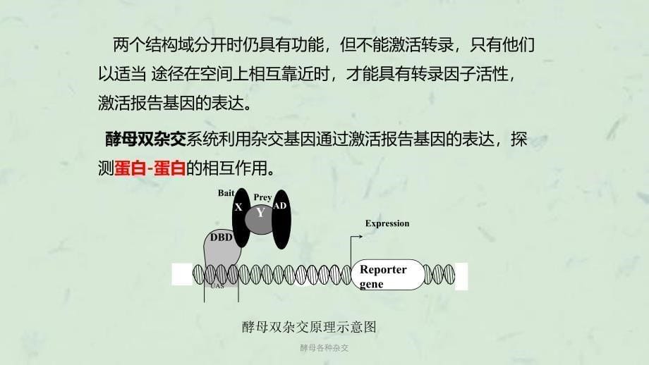 酵母各种杂交课件_第5页