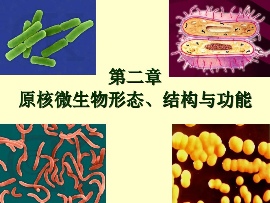 原核微生物形态、构造及功能1刘课件_第1页