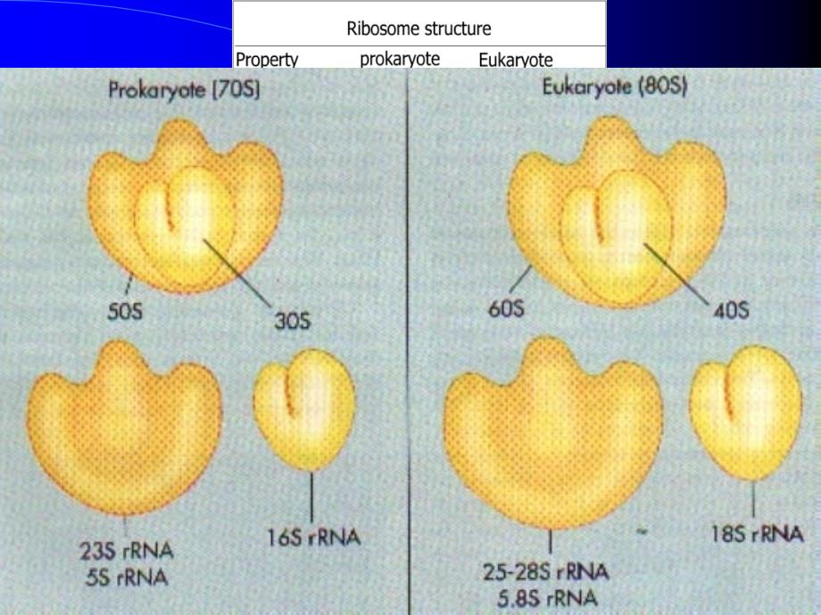 原核微生物形态、构造及功能1刘课件_第3页