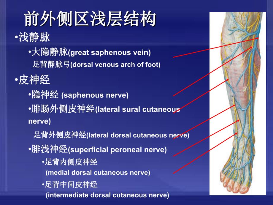 小腿前外侧区解剖及骨延长术课件_第4页