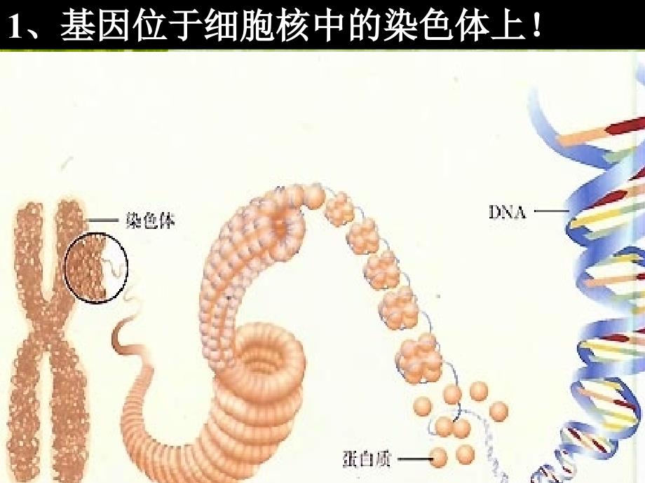 基因在亲子间的传递3课件_第3页