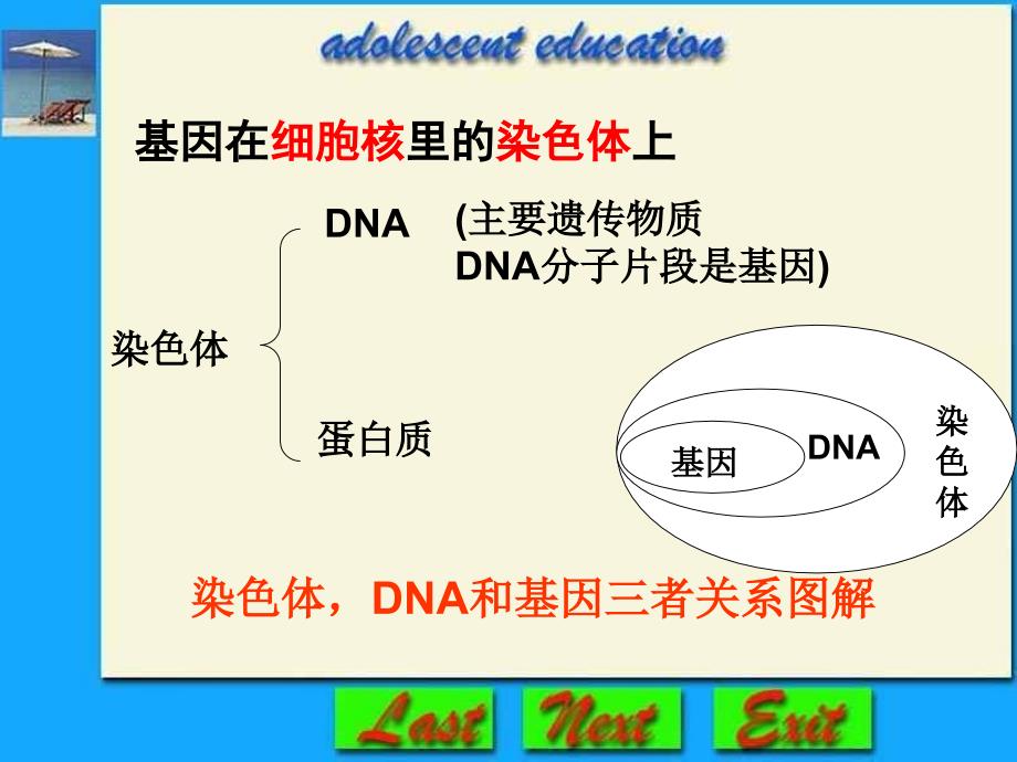 基因在亲子间的传递3课件_第4页