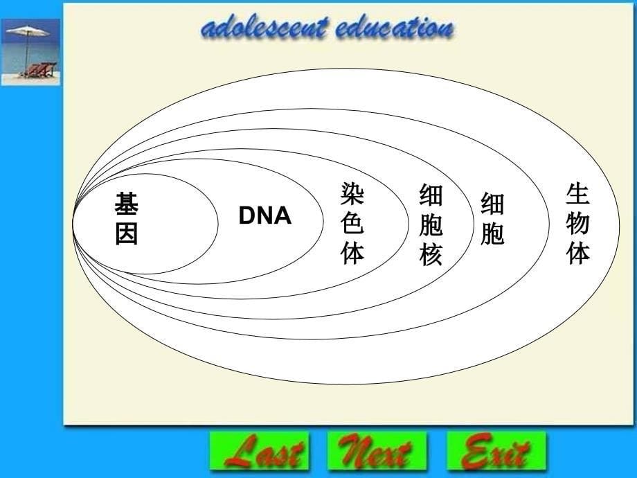 基因在亲子间的传递3课件_第5页