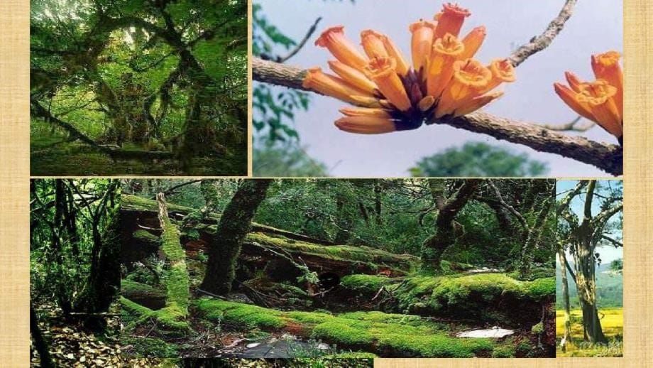 初中七年级生物上册372我国的植物资源名师优质课件新版北师大版_第5页