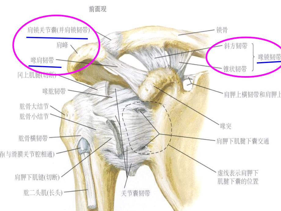 肩锁关节脱位治疗_第4页