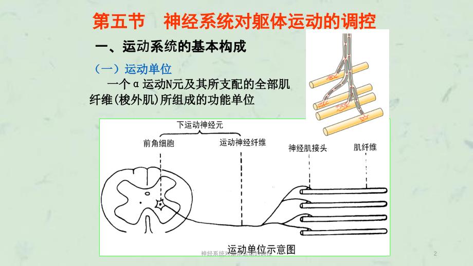 神经系统对躯体运动的调控课件_第2页