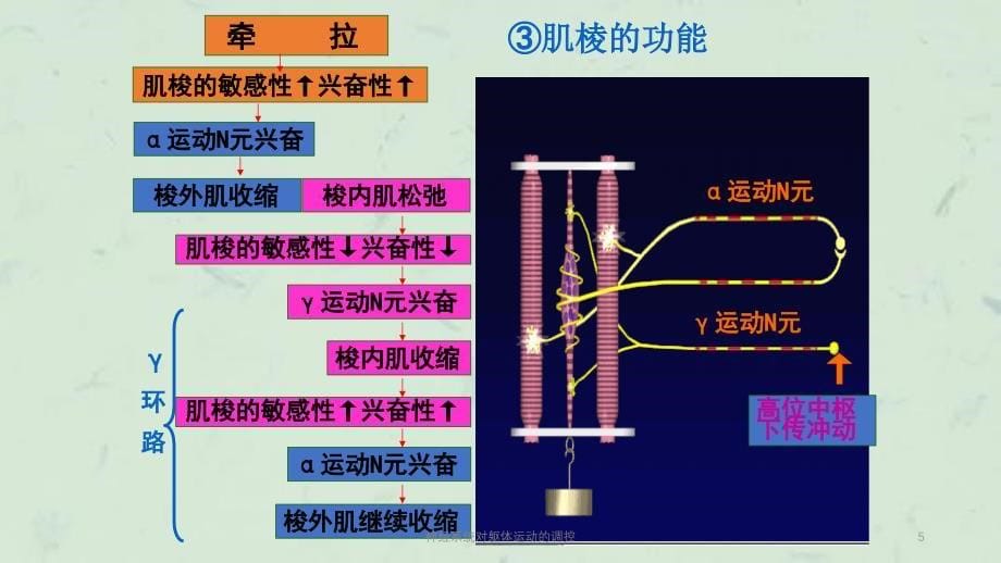 神经系统对躯体运动的调控课件_第5页