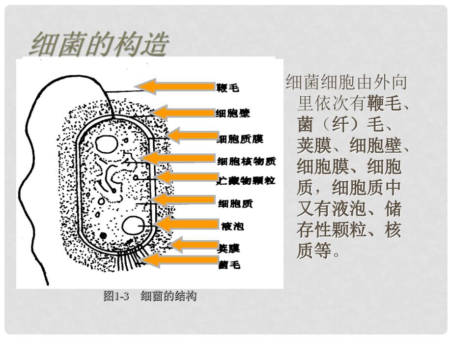 吉林省吉林市长岭县第四中学高二生物 2.1微生物 的实验室培养课件_第4页