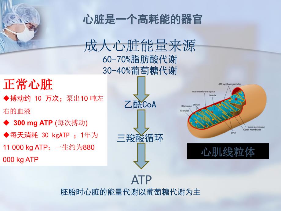 心力衰竭心肌能量代谢-白玲上海_第4页