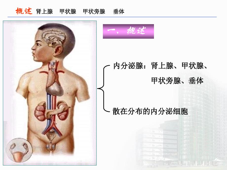 《内分泌系统》PPT课件_第3页