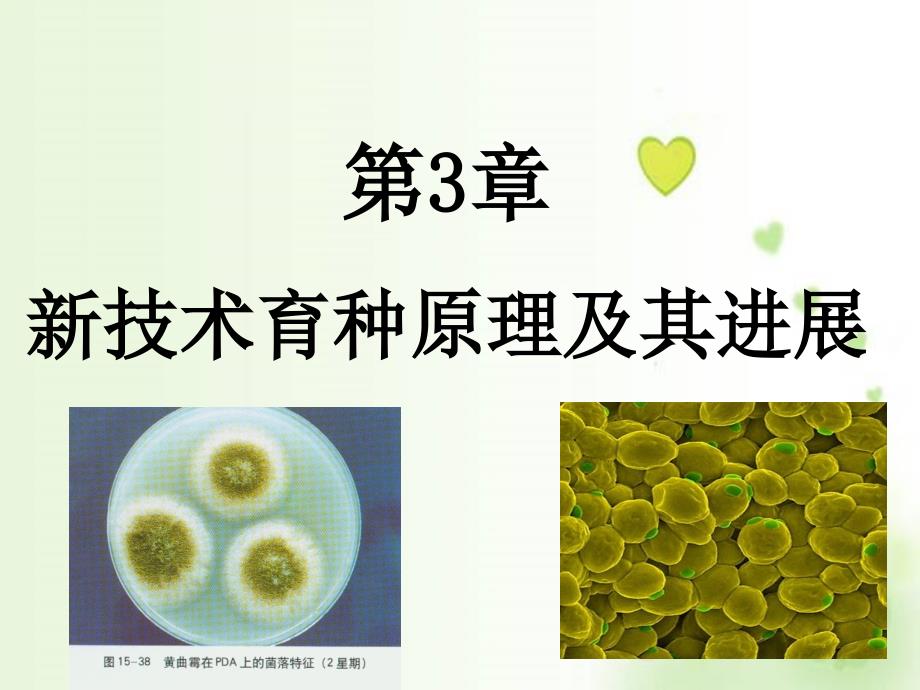 技术育种PPT课件_第1页