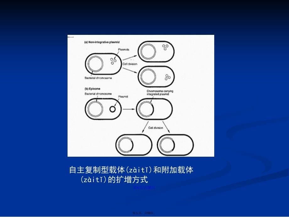 克隆载体的特征及类型学习教案_第5页