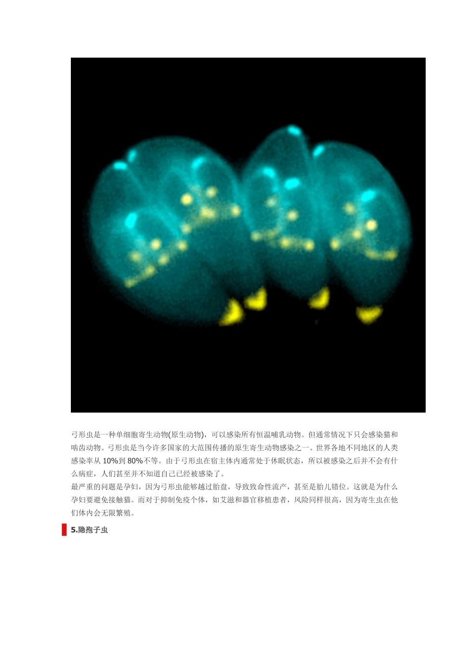 食物中可能带有的10种寄生虫.doc_第3页