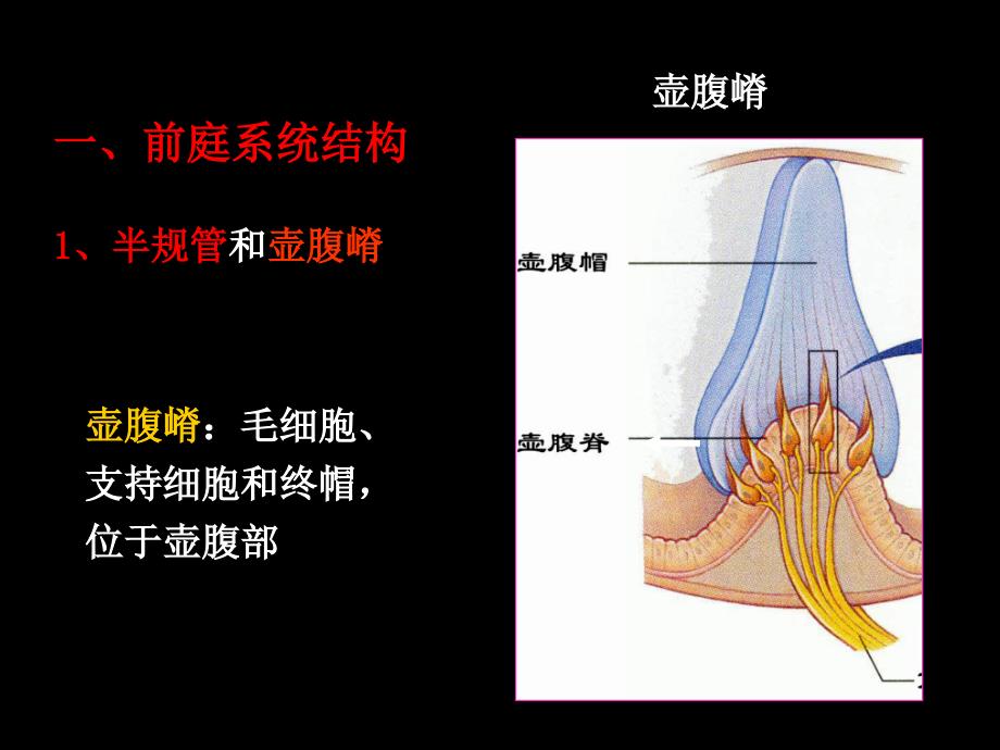 生理学教学课件：10-4-3 神经系统的感觉功能---前庭-0.5_第3页