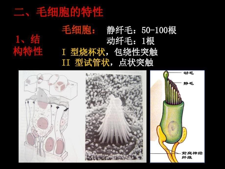 生理学教学课件：10-4-3 神经系统的感觉功能---前庭-0.5_第5页