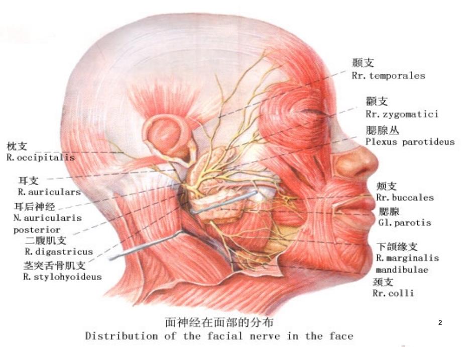 面神经疾病耳及侧颅底肿瘤PPT课件_第2页