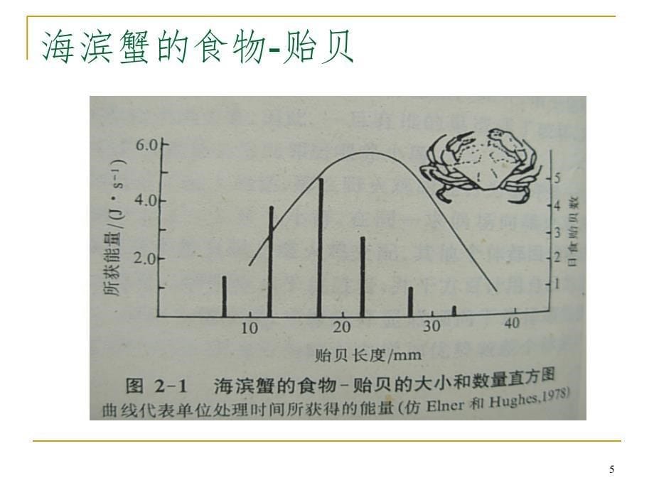 动物的觅食行为幻灯片_第5页