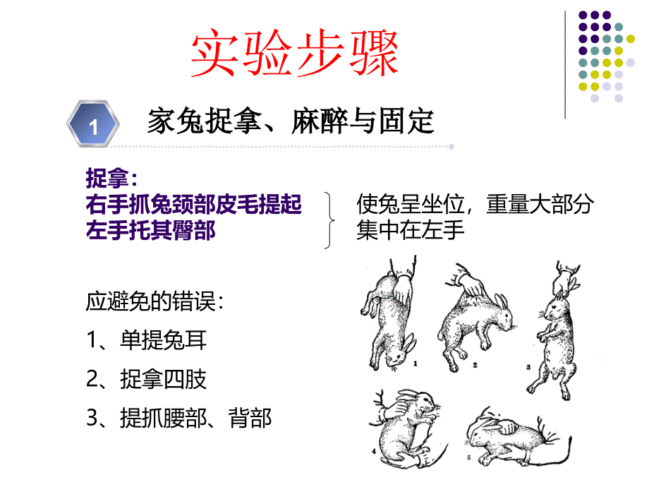 机能学实验家兔的捉拿麻醉气管插管_第2页