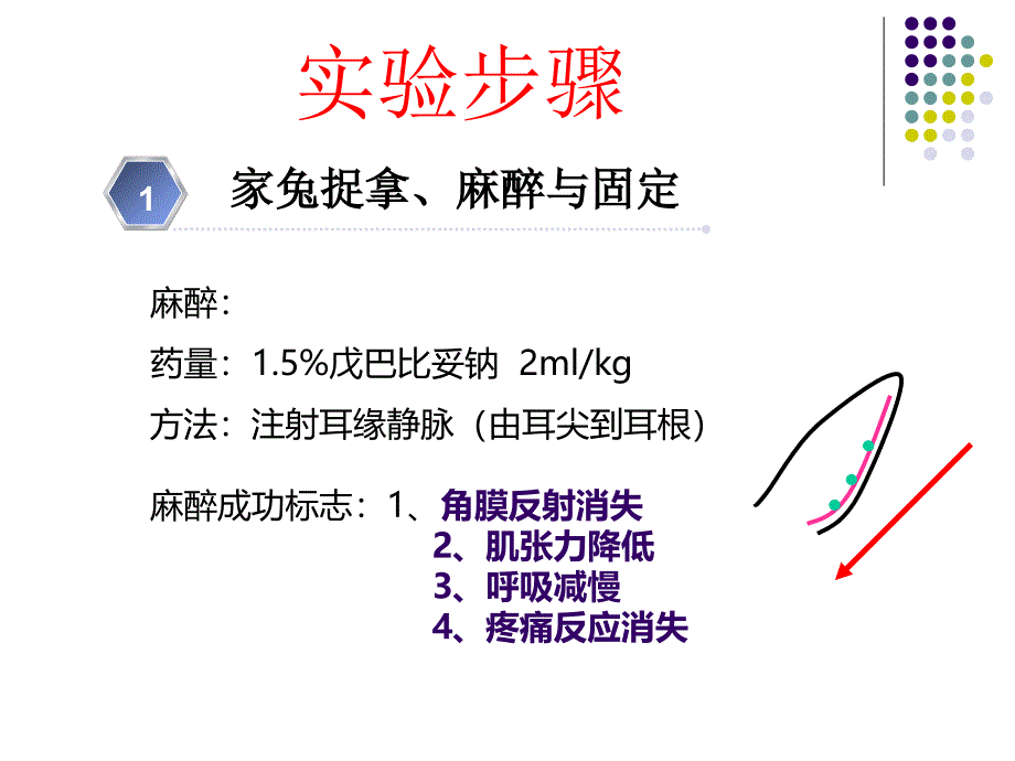 机能学实验家兔的捉拿麻醉气管插管_第3页