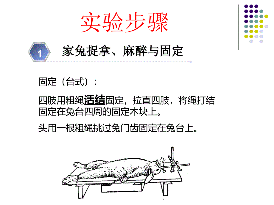 机能学实验家兔的捉拿麻醉气管插管_第4页