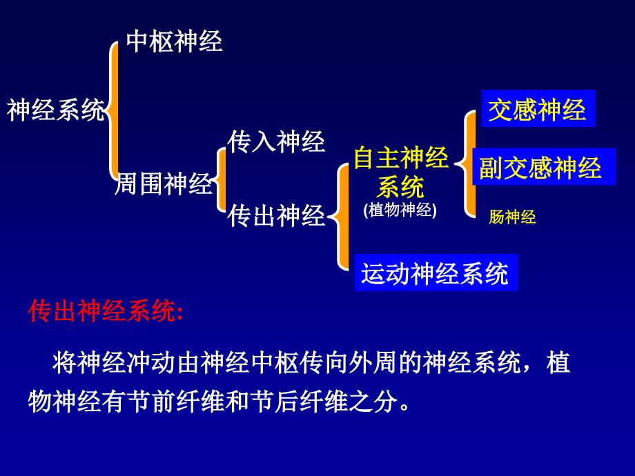 ll传出神经系统概论解读_第2页