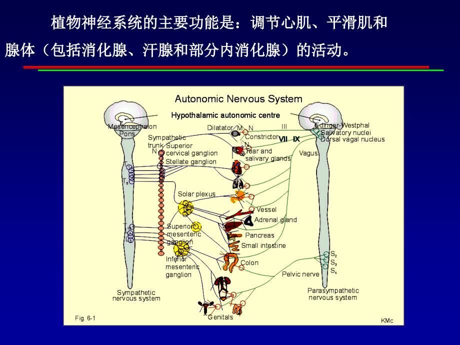 ll传出神经系统概论解读_第3页