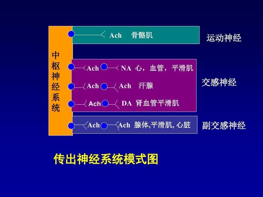 ll传出神经系统概论解读_第5页