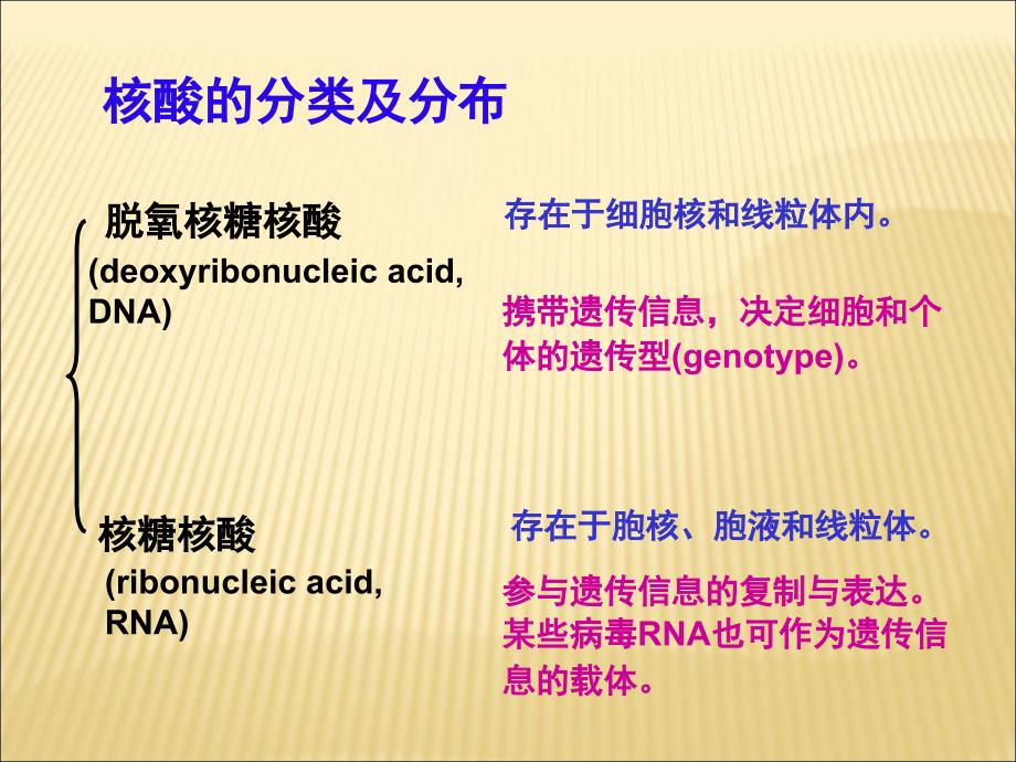 生物化学核酸化学核酸结构和功能课件_第4页