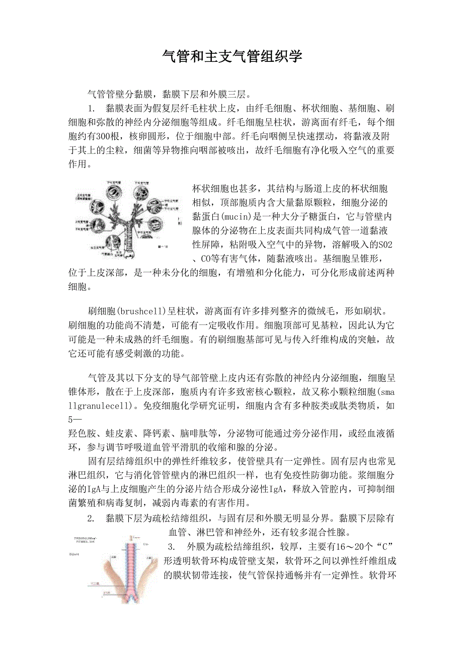 气管和主支气管组织学_第1页
