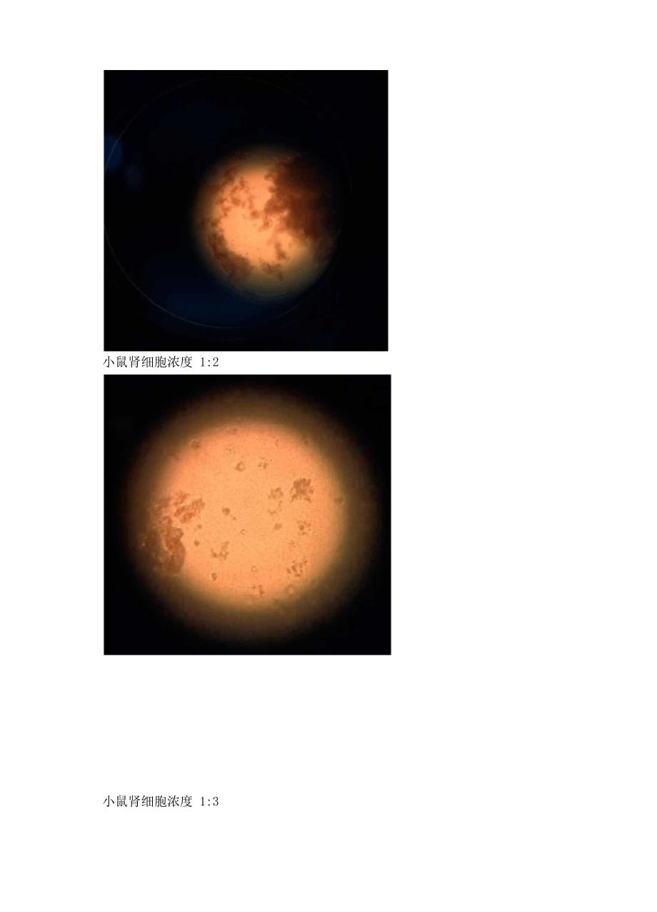 3小鼠解剖及动物原代细胞培养_第4页