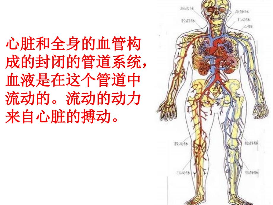 七年级生物血管课件_第2页