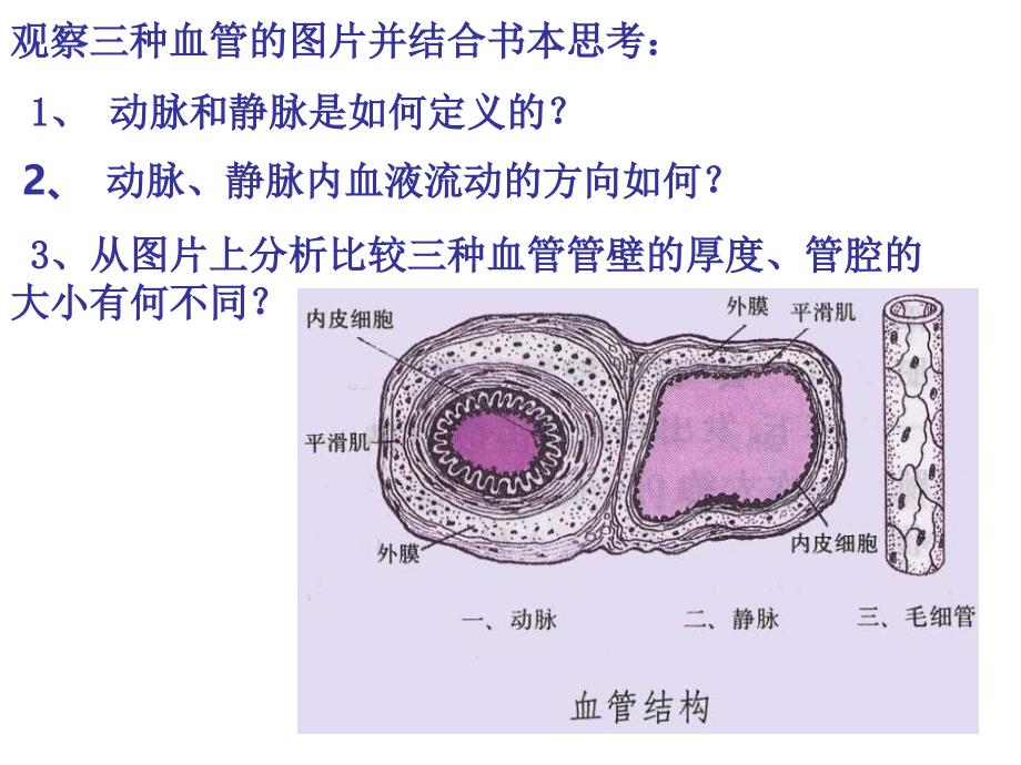 七年级生物血管课件_第4页