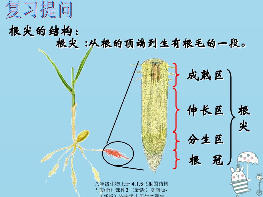 最新八年级生物上册4.1.5根的结构与功能课件3_第2页