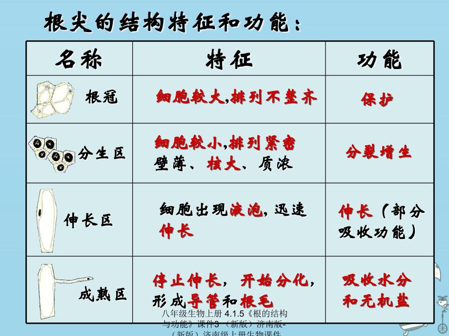 最新八年级生物上册4.1.5根的结构与功能课件3_第3页