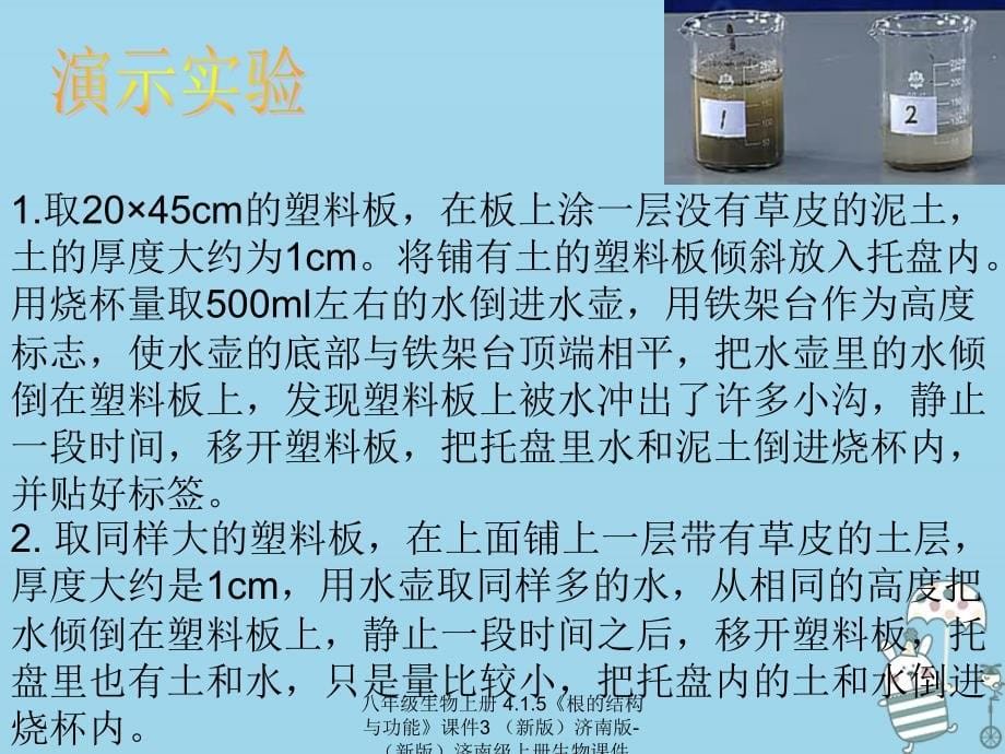 最新八年级生物上册4.1.5根的结构与功能课件3_第5页