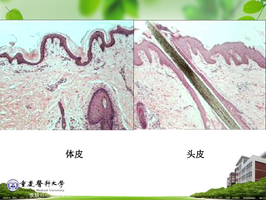 皮肤组织胚胎学课件_第3页