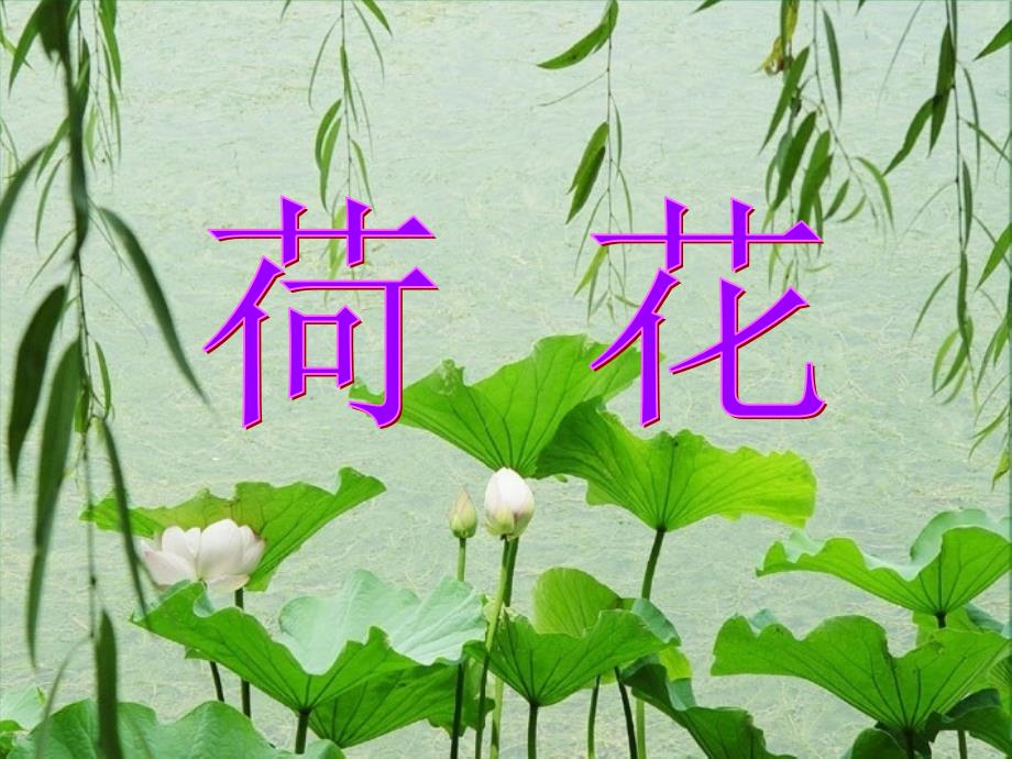 部编版三年级下册3读写结合课《荷花》课件_第2页