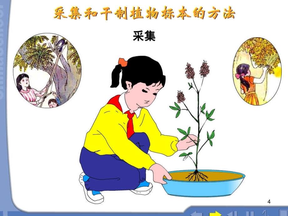 植物标本制作ppt课件_第4页