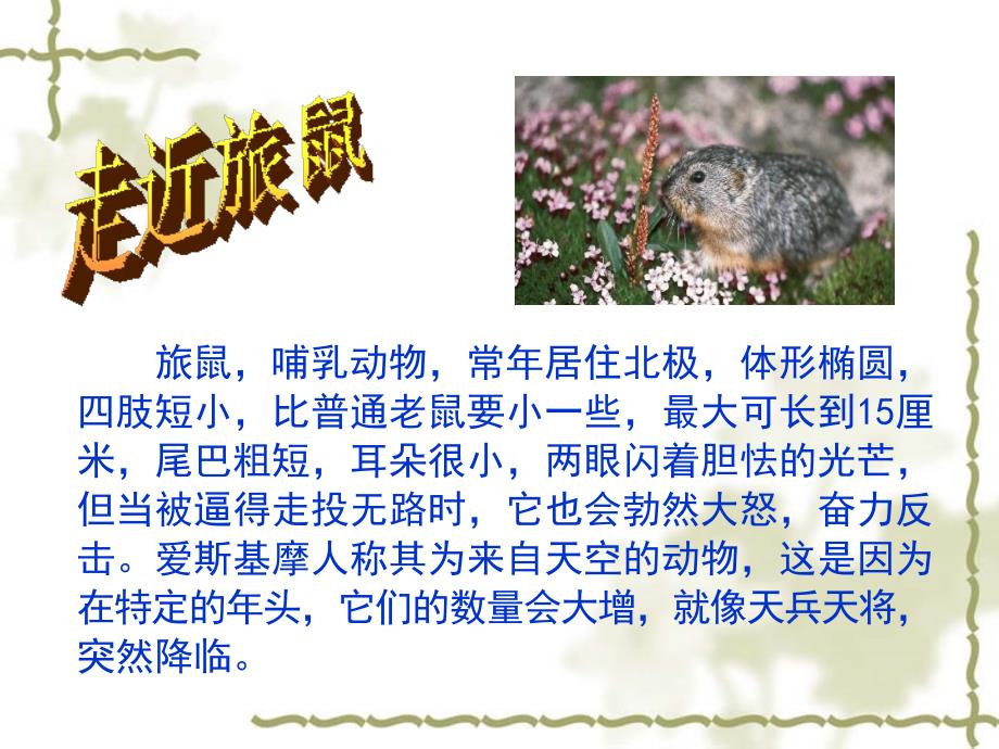 《旅鼠之谜》ppt_第3页