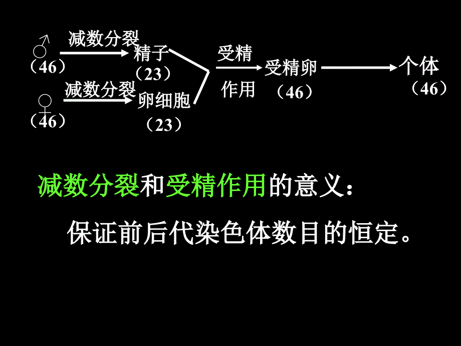 期末复习减数分裂课件_第1页