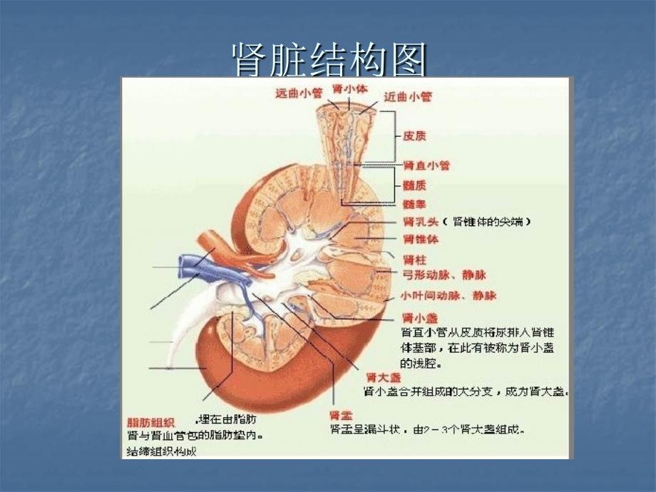 肾病综合征与肾炎综合征_第2页