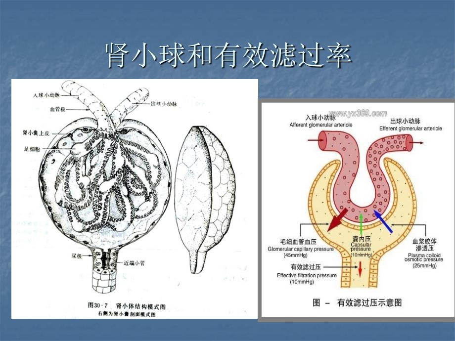 肾病综合征与肾炎综合征_第3页