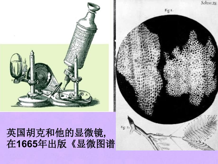 最新七年级生物上册第一节练习使用显微镜课件人教育新课标版课件_第4页