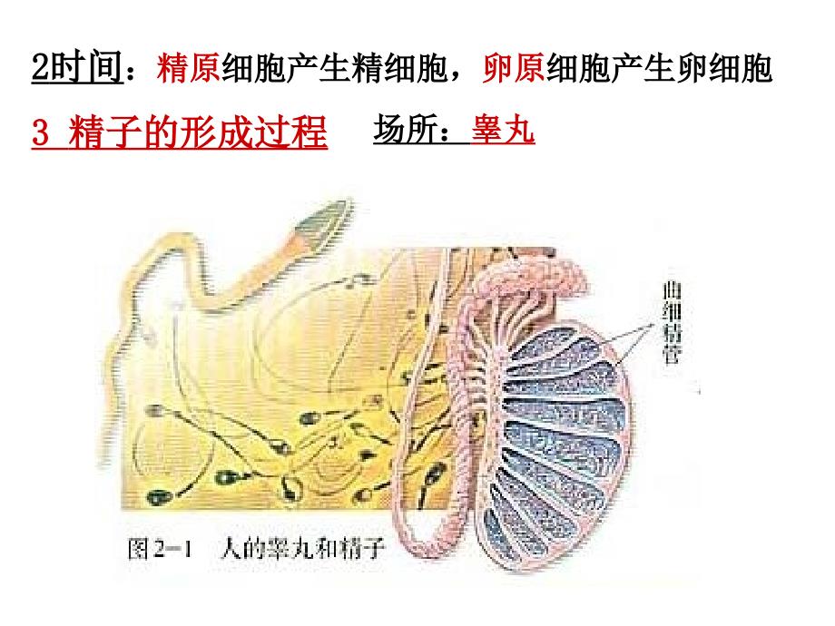 人教版教学课件必修2第2章第1节减数分裂和受精作用.ppt_第4页