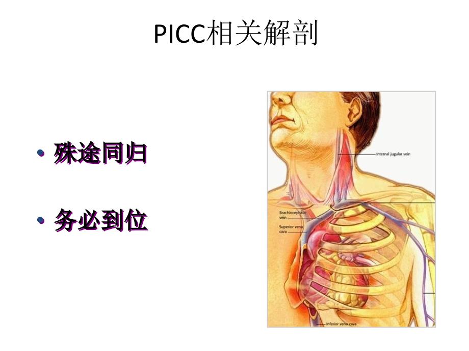 picc相关解剖ppt课件_第1页