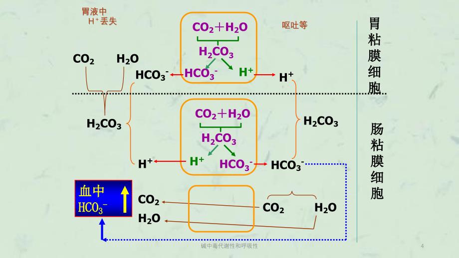 碱中毒代谢性和呼吸性课件_第4页