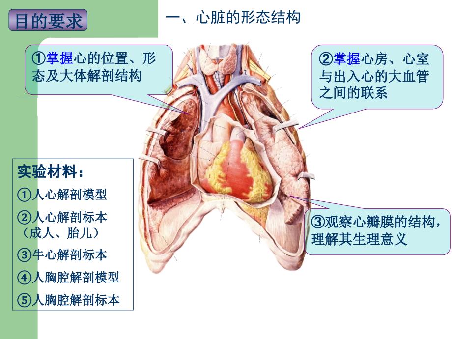 实验5心脏大体形态结构观察_第3页