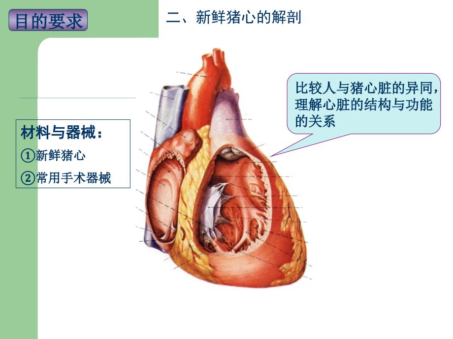 实验5心脏大体形态结构观察_第4页