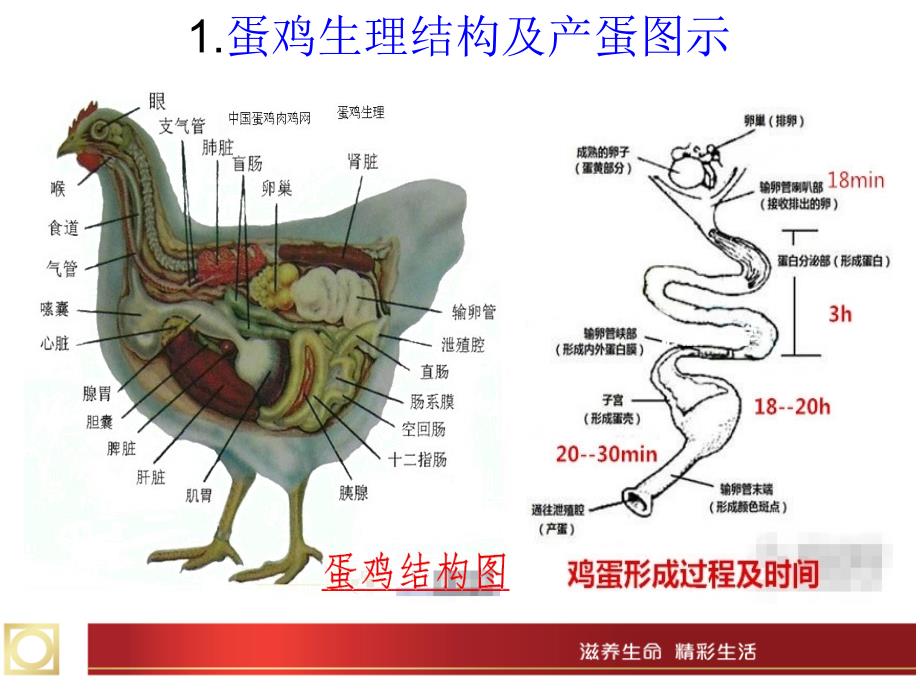 蛋鸡基本知识总结_第3页